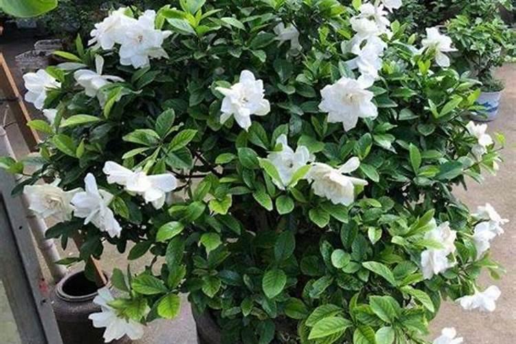 甜菜追钾肥能控制叶片徒长吗？