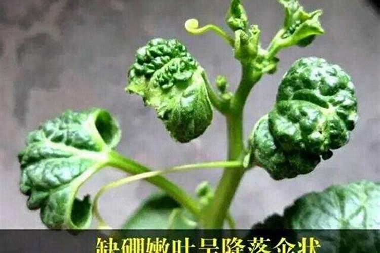 各种肥料的肥效期多长
