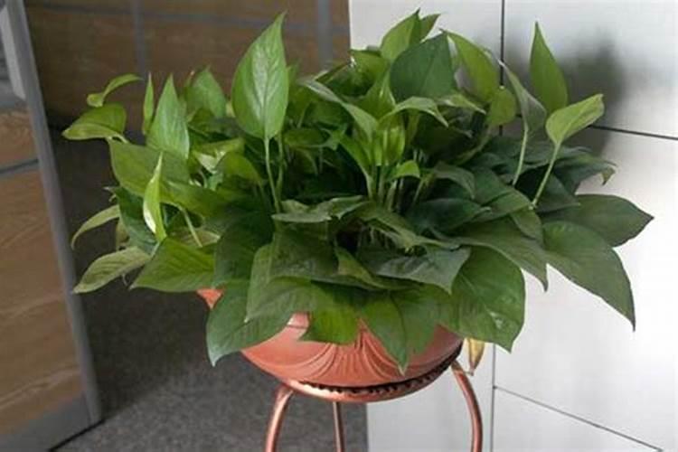 ﻿药用植物叶面追肥技巧