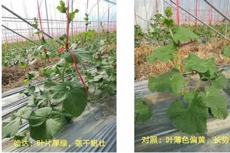哈密瓜高产,施水溶肥要注意什么？
