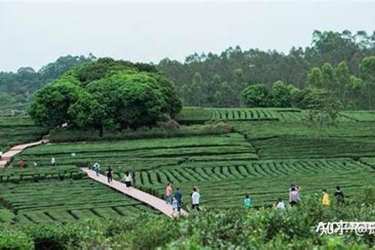 大葱白点病用什么药