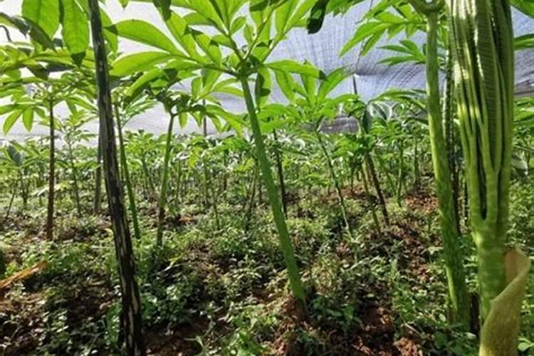 沃柑这么小开花啥子原因？