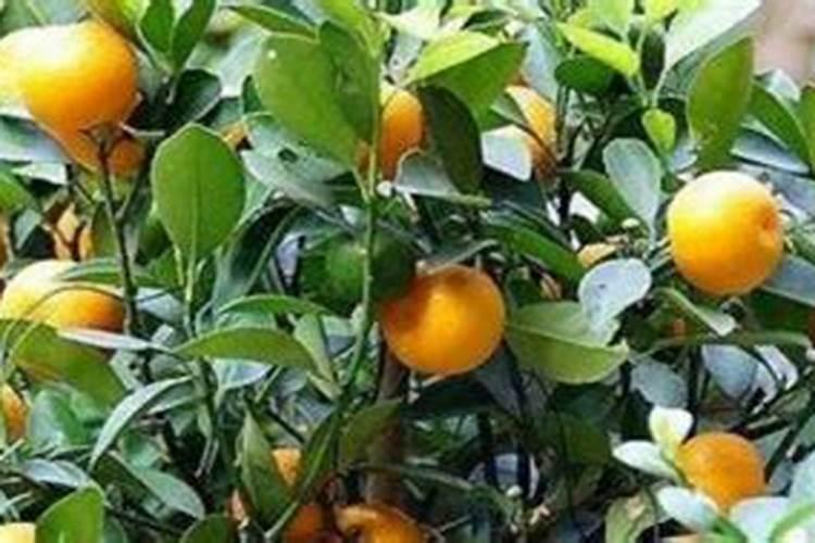 空心菜卷叶用什么药