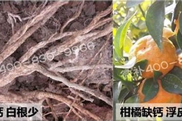 空心菜卷叶用什么药