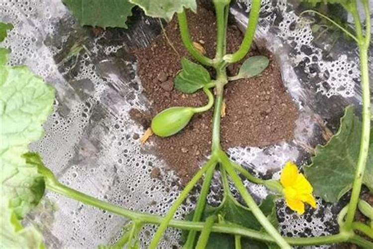 种植哈密瓜为什么用盐对水冲施呢？