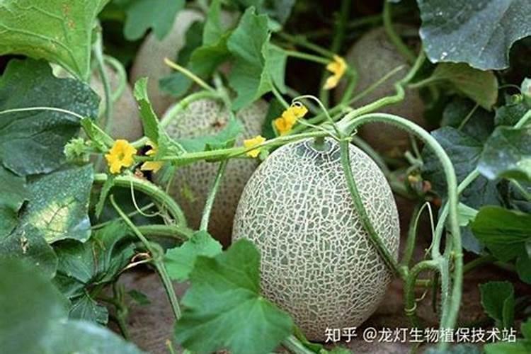 氮肥和磷酸二氢钾能一起用吗