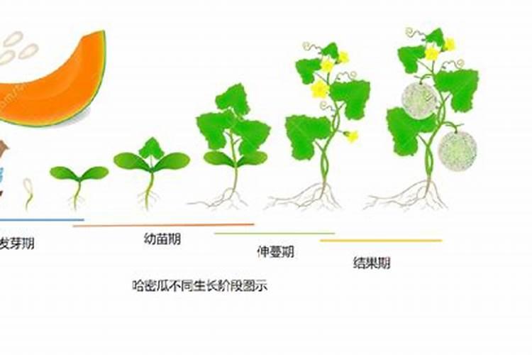 水田种哈密瓜怎么施肥浇水？