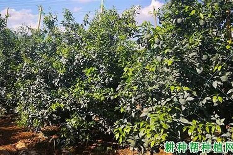 柑橘壮果肥用什么复合肥好 哪些肥料可以促进生长