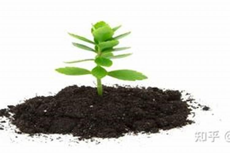 儿菜病虫害该如何防治