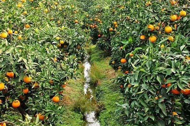 蝴蝶兰用肥该用哪种？哪位清楚？