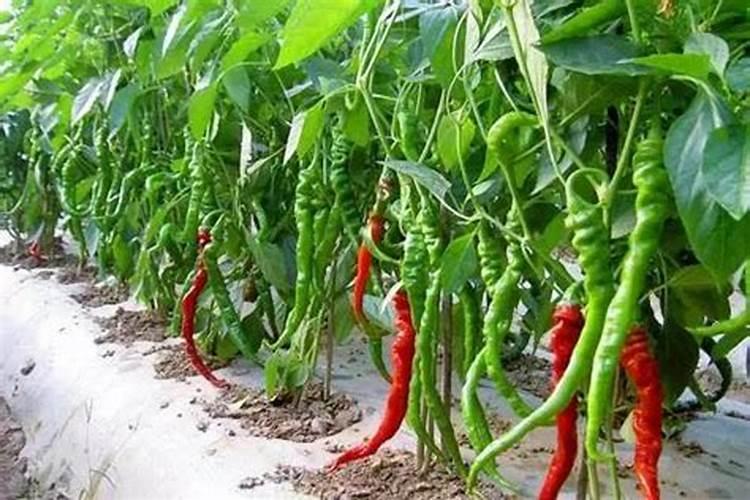赤霉素、芸苔素、多效唑用法大汇总!
