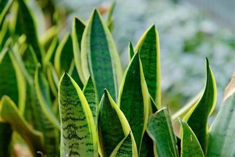 桂花叶子喷什么叶面肥最好