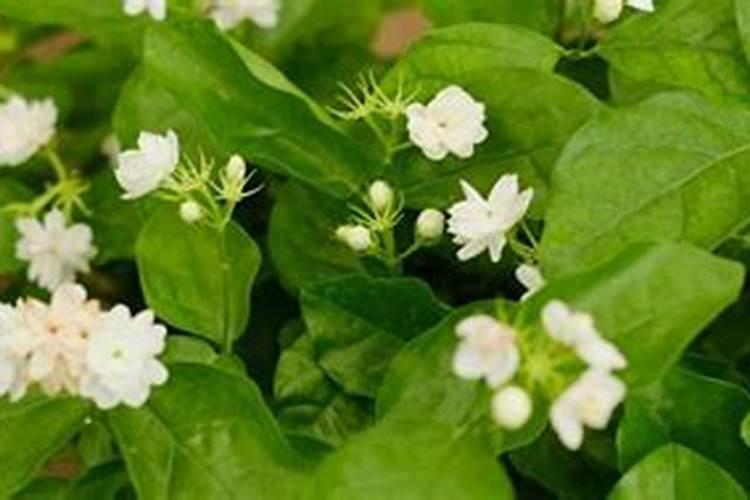 黄腐酸钾和复合肥能混用吗？