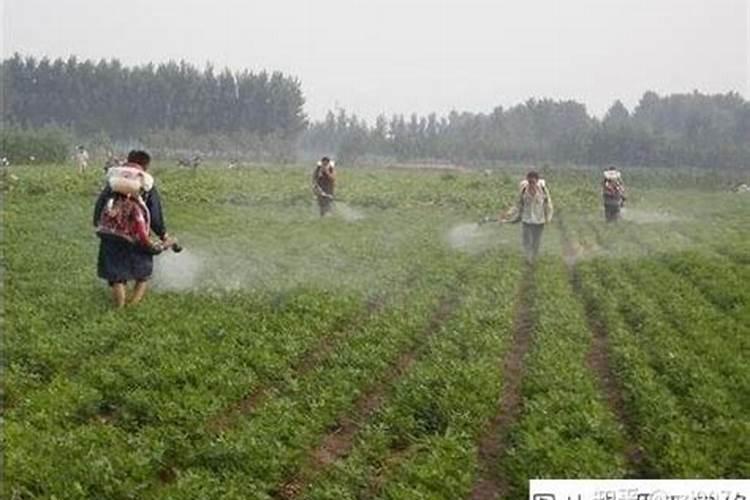 打完叶面肥多久可以打除草剂