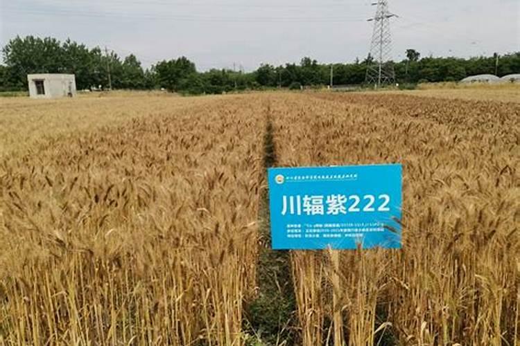 小麦防冻专用叶面肥 小麦防冻措施