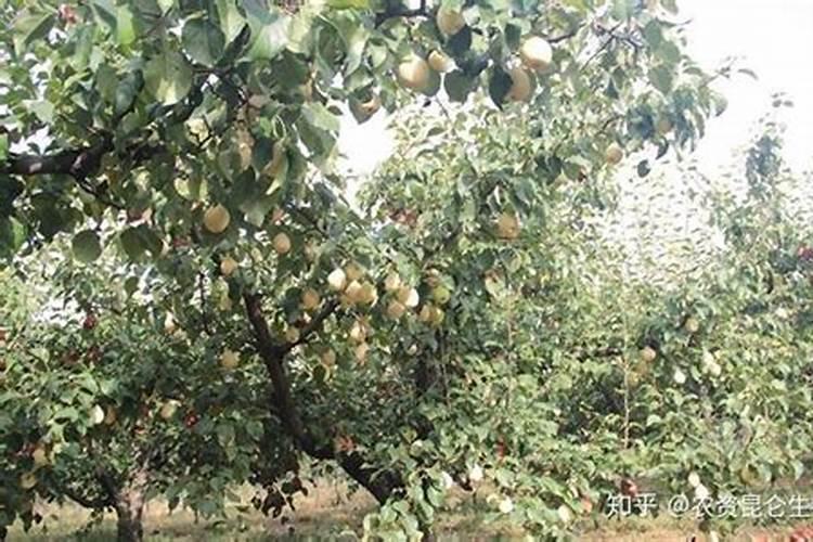 在江苏上海附近哪里拿水果最便宜？我大量拿货,有运输车辆。