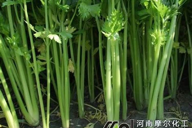 芹菜打什么叶面肥？施肥的最佳时间是什么时候？