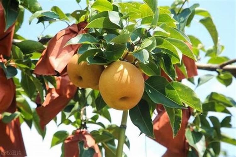 设施农业项目实施方案