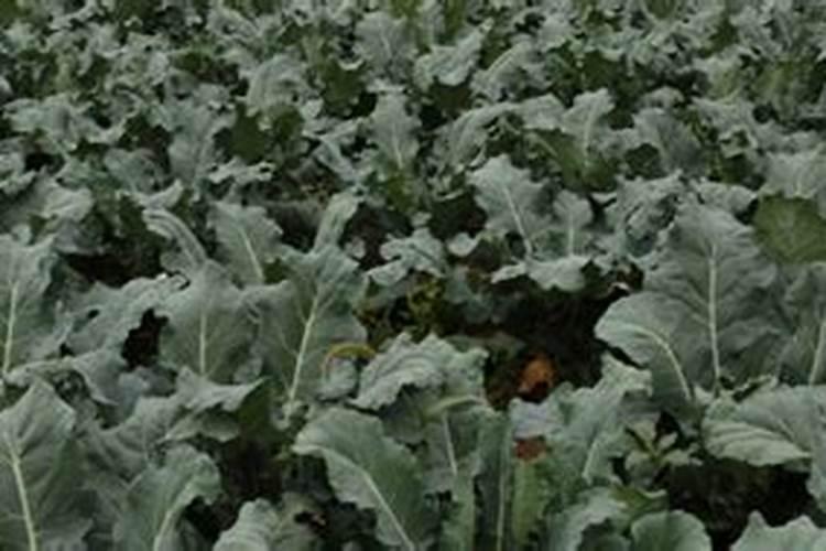 油画吊兰最怕三种水