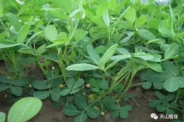 水溶肥是什么肥料