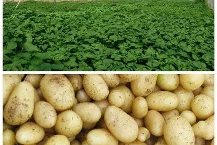 你好,我们老师让我们把马铃薯种在大花盆里了,然后又买来磷二铵让我们...