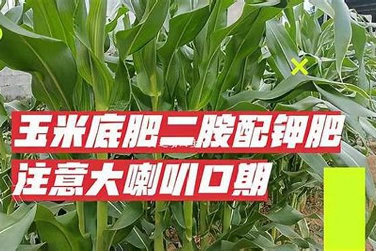 红薯钾肥使用技巧