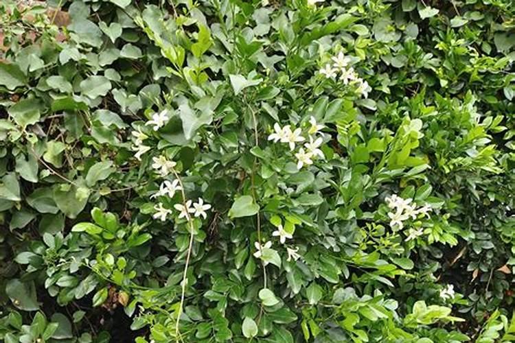 柿子树用什么肥料最好