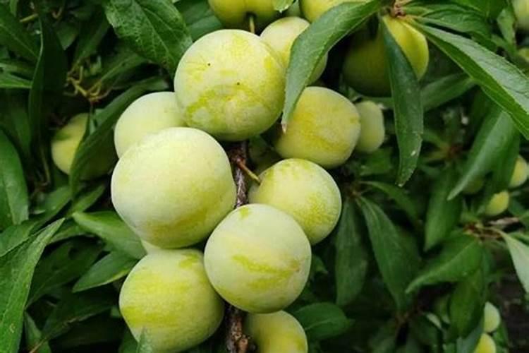 糖醇钙能喷施花生补钙吗