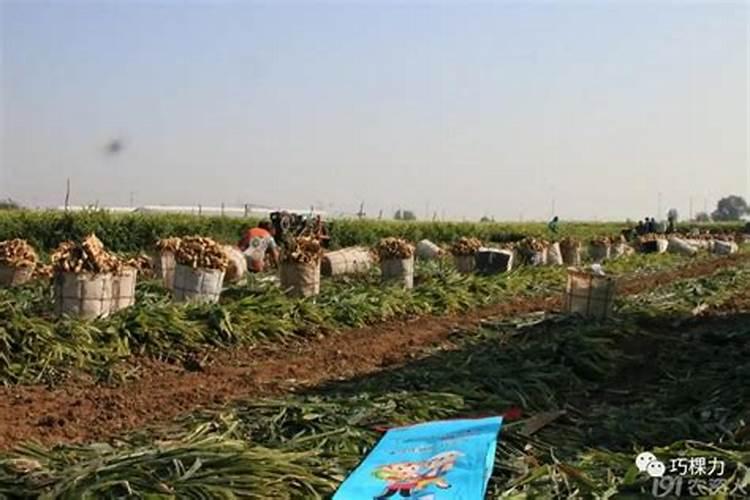 请简明地介绍一下雷雨(闪电)“制造”氮肥的过程.