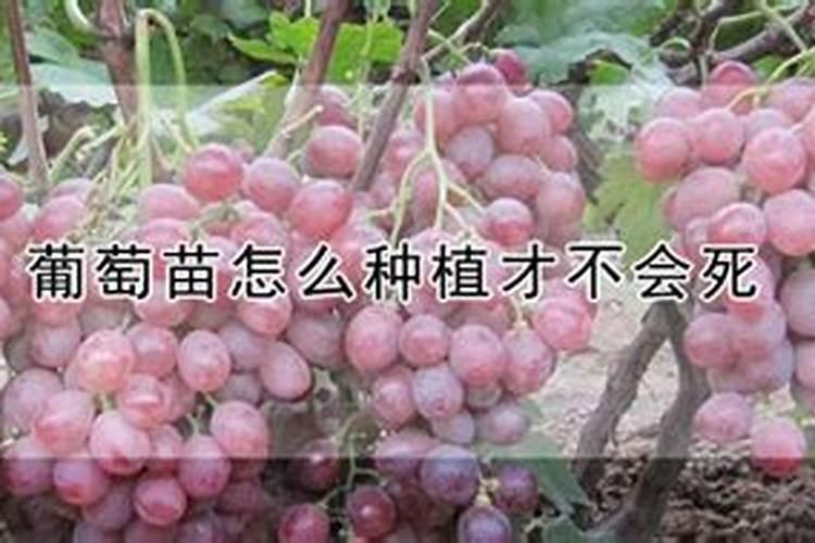长小葡萄了喂什么肥长的快