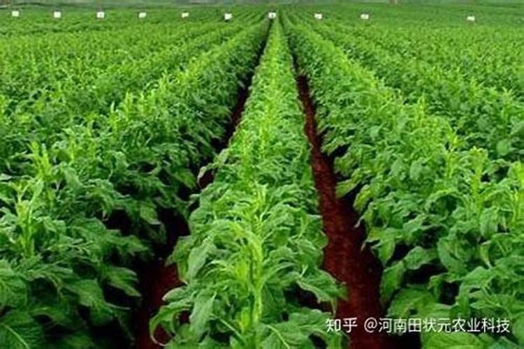 怎样根据烟草需肥特点进行施肥？