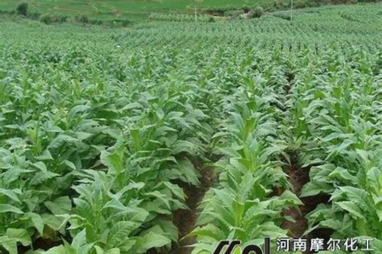 种植烟草用什么肥料？烟叶喷什么叶面肥最好？