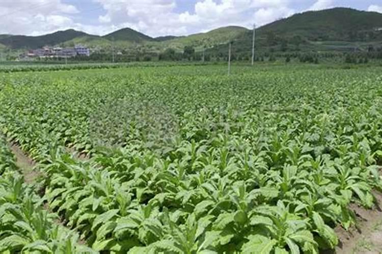 蜜果高钾水溶肥能提高烟草成熟吗？