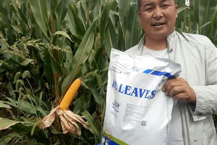 草甘膦不小心打到玉米上怎么办