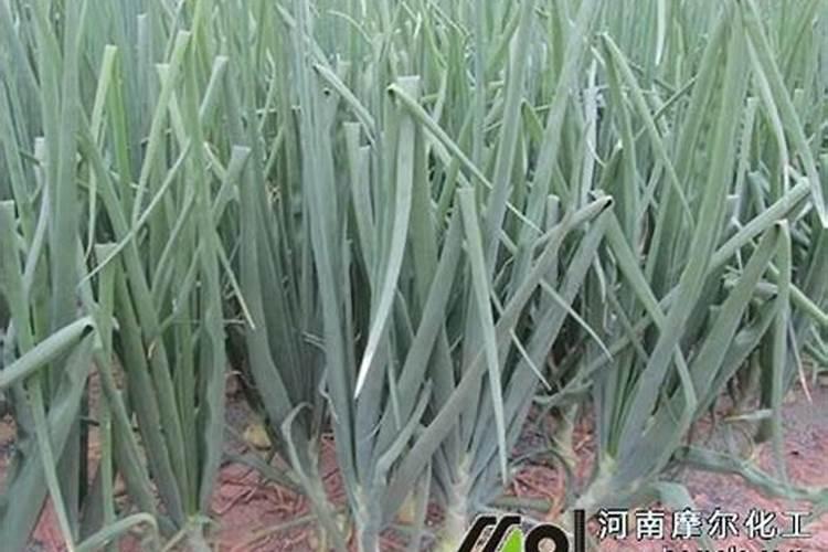 种甜豆多久长叶子