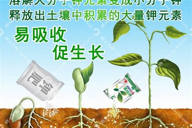 庙堂里失盗神不知鬼不觉是什么生肖百度文库