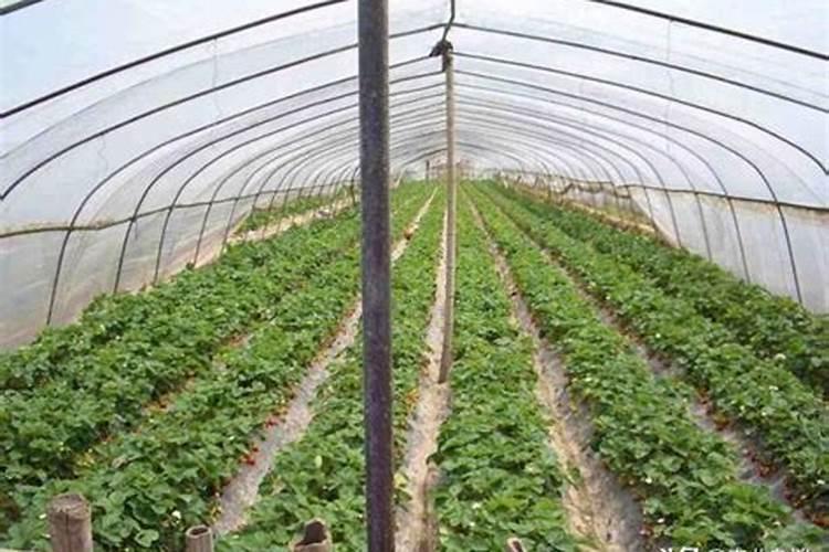 草莓喷什么叶面肥结果多？草莓座果根茎块膨大剂？