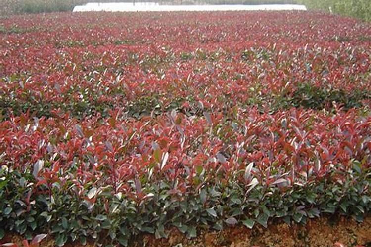 果树冲施肥多久用一次,冲施肥与水溶肥的区别,冲施肥的效果怎么样？