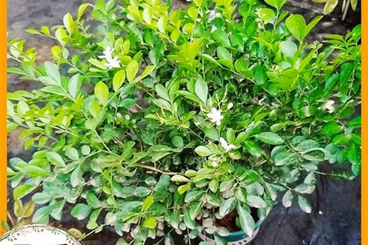 九里香用什么肥料