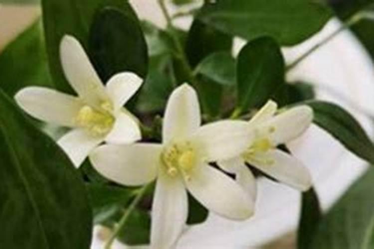 九里香用什么肥料 快去试试吧