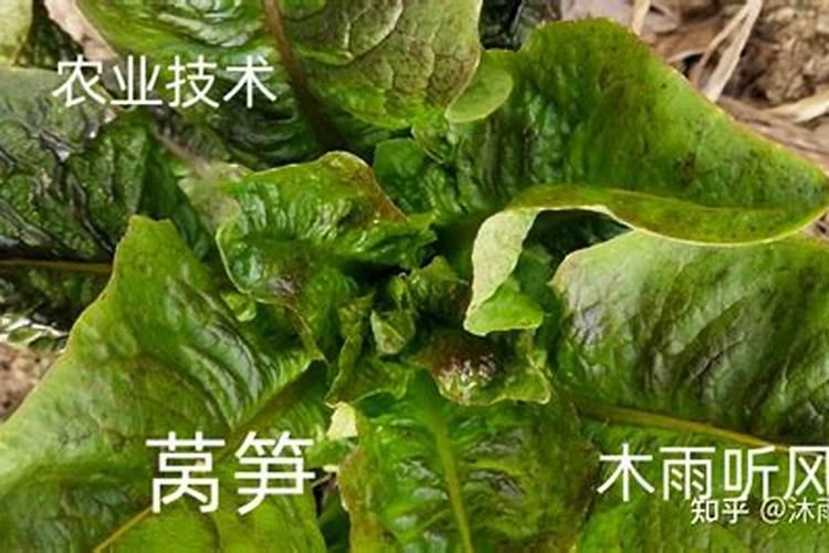 黄连花苗什么时候种植最好？