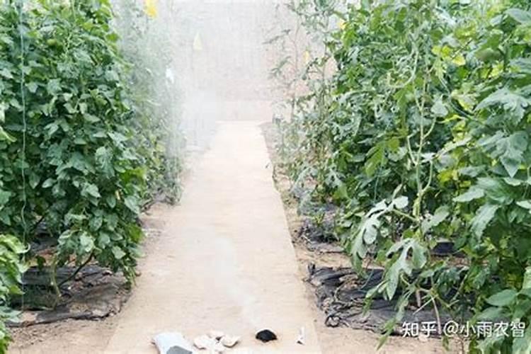 青笋地里施什么化肥好