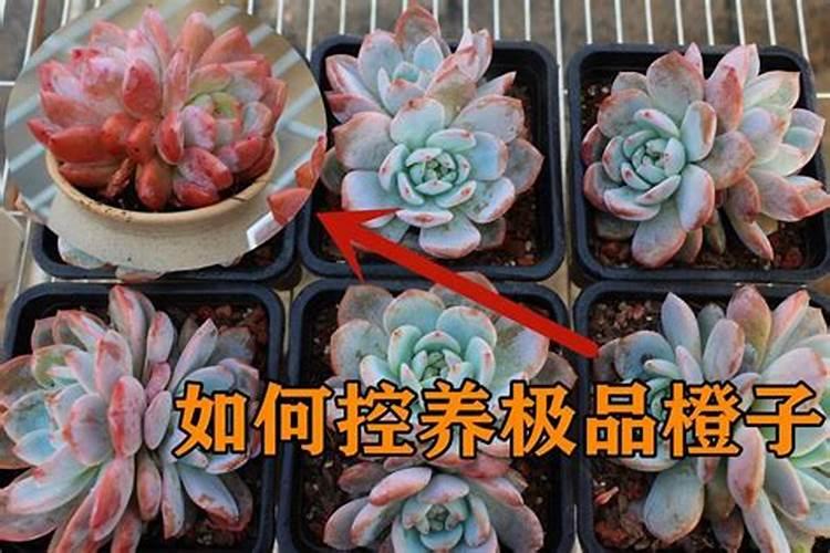 多肉橙梦露如何才能把叶子养肥