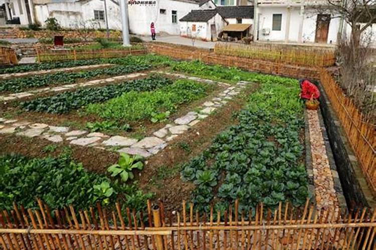 种植大白菜用什么肥料好
