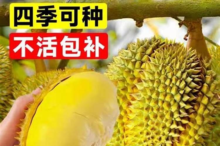 龟背多久浇水一次 龟背多久浇水一次比较好