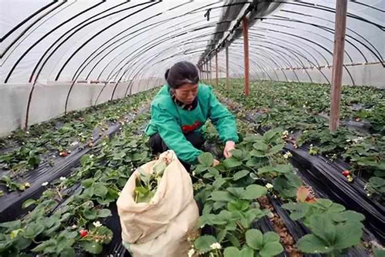韭菜用什么肥料长得最好