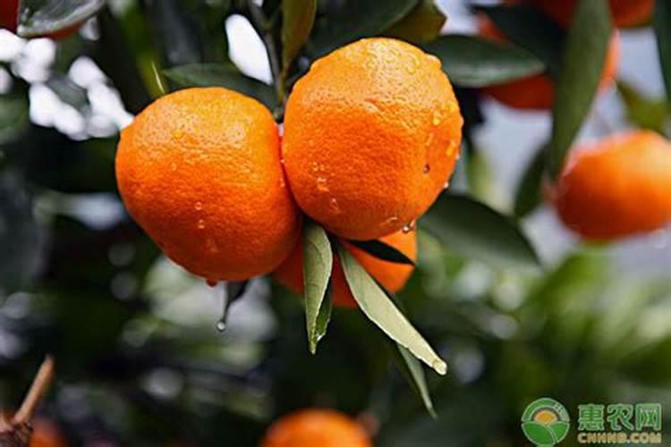 种花种菜需要什么肥料