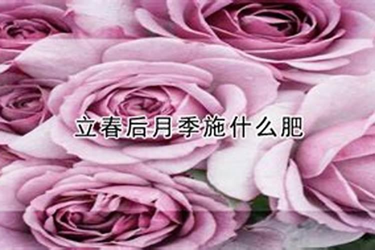 一年中什么时候给月季施肥最好(月季施肥的最佳时间)