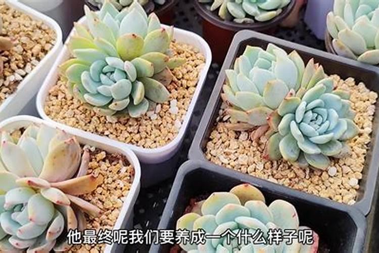 长寿花什么时候施化肥 怎么施肥最好
