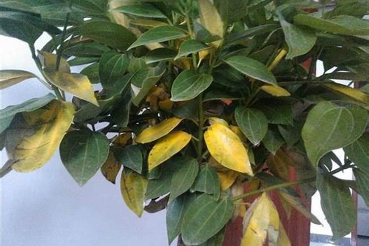 腐殖酸钠和腐殖酸钾用于叶面肥有什么区别？